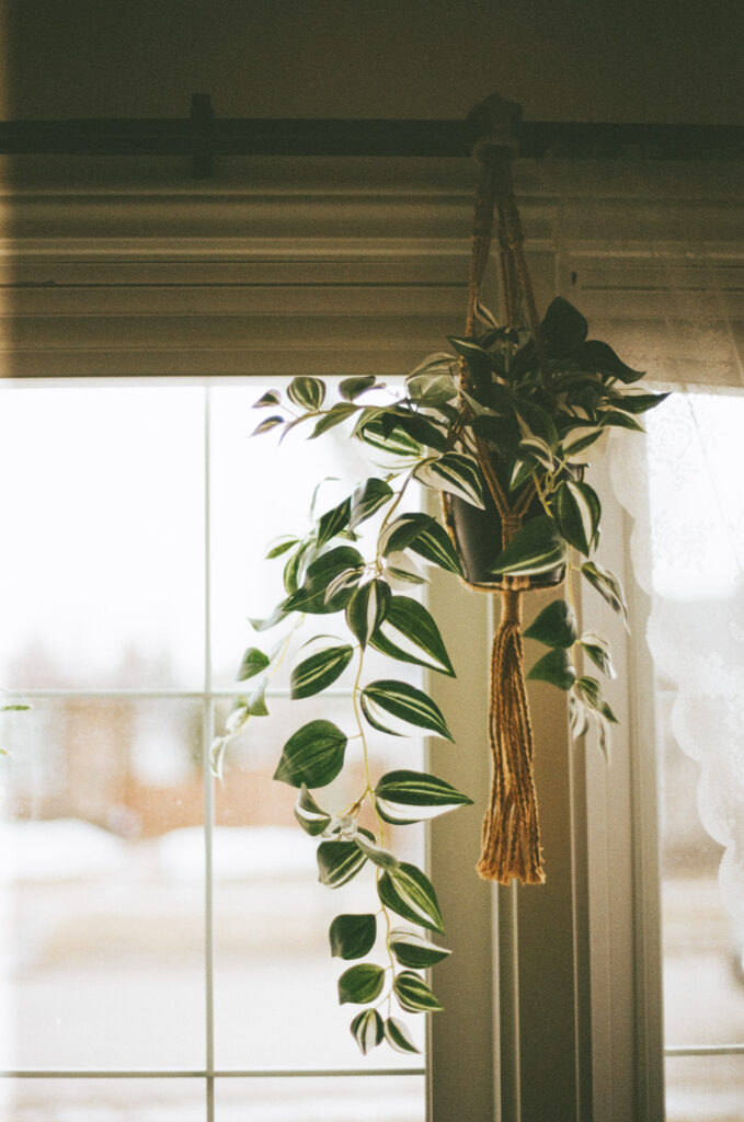 cozy home plant photo