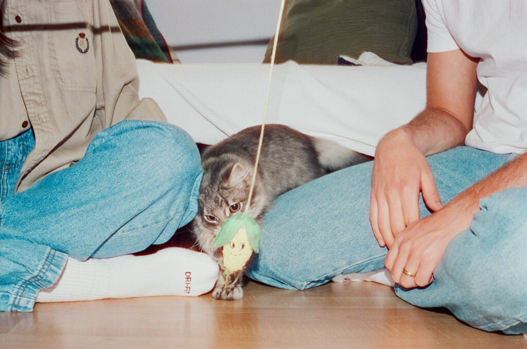 cat playing with toy on film