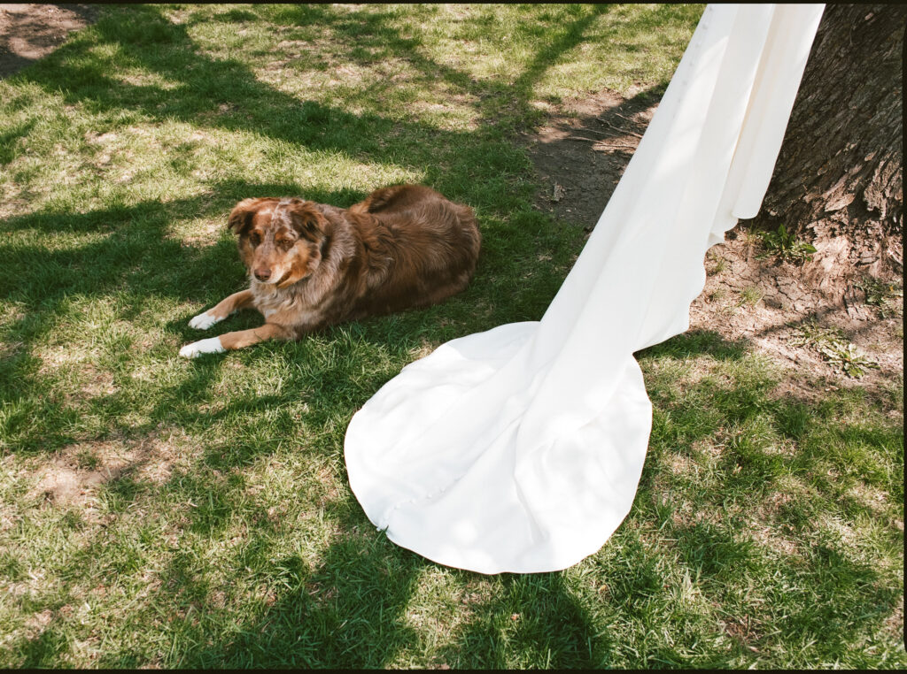 wedding dress hanging from tree candid photo of dog next to it